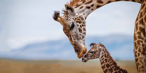 3-Day Honeymooners Fly in Unforgettable Safari