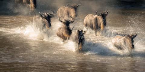 4-Day Mid-Range Serengeti Safari Fly from / to Zanzibar