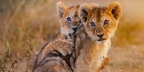 2-Day Budget Safari to Mikumi National Park by Train