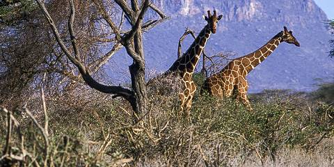 2-Day Tsavo West National Park Group Safari