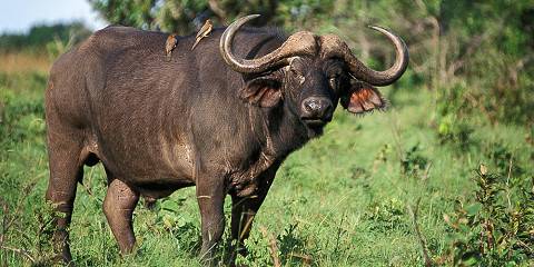 3-Day Adventure in Masai Mara