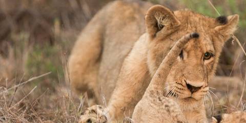 4-Day Lux Ivory Tree Lodge in Pilanesberg National Park