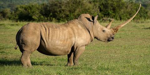 10-Day Mid Range Best of Kenya Safari