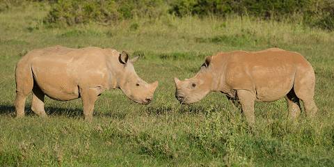 4-Day Masai Mara-Lake Nakuru Budget Kenya Safari Tour