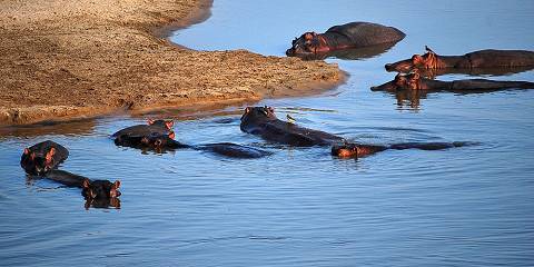 Luangwa and Lake Malawi Safari Escape