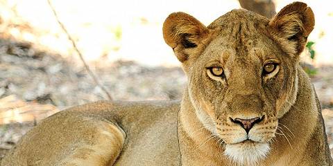 8-Day The Cross Border Adventure Malawi & Zambia