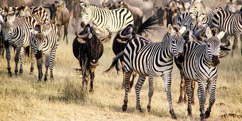 5-Day Selous Game Reserve, Mikumi NP & Udzungwa Mountain