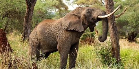 6-Day Highlights of Tanzania Mid-Range Safari