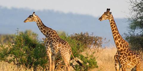 Amazing Serengeti and Ngorongoro Safari