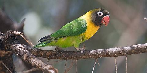 5-Day Upper Mid-Range Best of Tanzania Safari