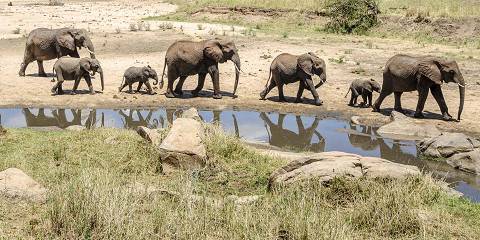 4-Day Tour Tarangire, Serengeti and Ngorongoro Crater