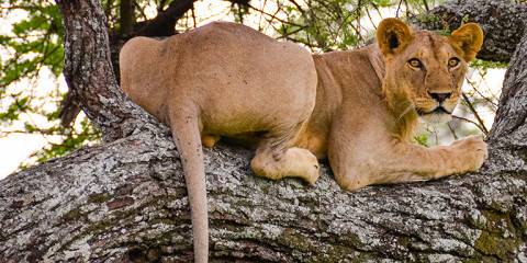 4-Day Amazing Tour Znz - Serenget Ngorongoro & Tarangire