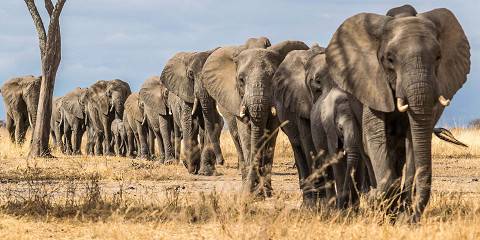 3-Day Safari from Zanz'B to Tarangire Ngorongoro Manyara