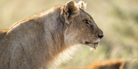 7-Day Wakanda Comfort Safari with Kilimanjaro Hike