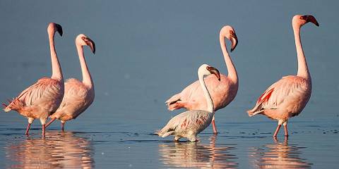 6-Day Etosha, Coast & Sossusvlei Guided Camping Safari