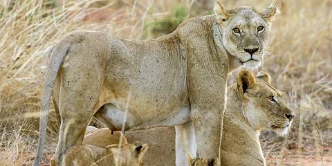 4-Day Diani/Ngutuni Santuary / Tsavo East / Salt Lick