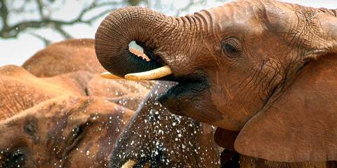 2-Day Tsavo East & Taita Hills Safari