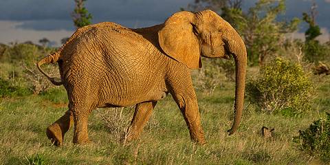 5-Day Tsavo East, Tsavo West & Amboseli Safari