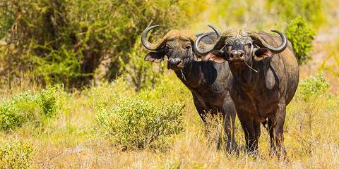 6-Day Ngutuni/ Tsavo West/ Amboseli/ Taita/ Tsavo East