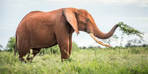 1-Day Tour to Tsavo East NP from Watamu or Malindi