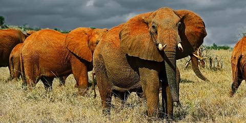 7-Day South Game Viewing and Beach Holiday