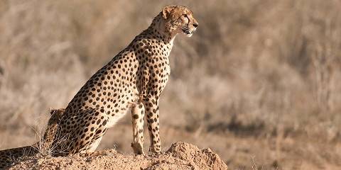 3-Day Diani Beach/Tsavo East/Saltlick Safari Trail