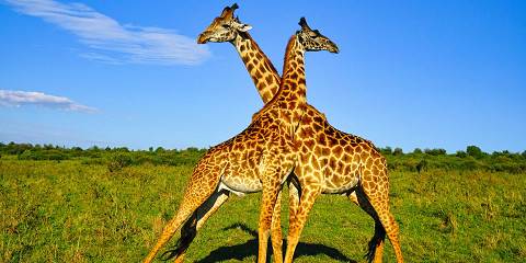 3-Day Small Group Tour to Amboseli National Park