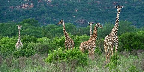 3-Day Tsavo East & West Adventure from the Coast