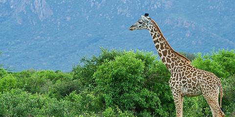 3-Day Tsavo, Taita Hills & Ziwani Sanctuary Coastal Tour