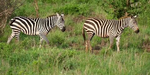 1-Day Tsavo East National Park Safari from Mombasa/Diani