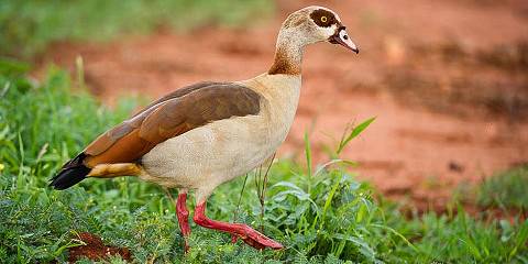 4-Day Luxury Safari Amboseli & Salt Lick