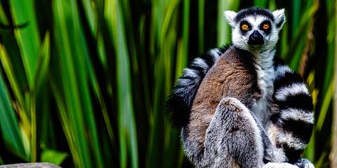 6-Day Safari Tour from Taolagnaro to Mandrare River Camp