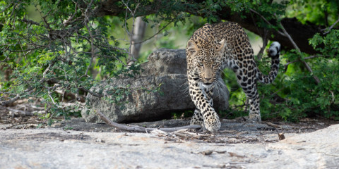 14-Day Botswana Wild Side