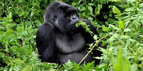 3-Day Rwanda Affordable Gorilla & Golden Monkey Trekking