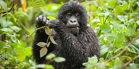 11-Day Safari in Uganda and Rwanda