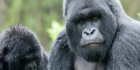 7-Day Highlights of Rwanda