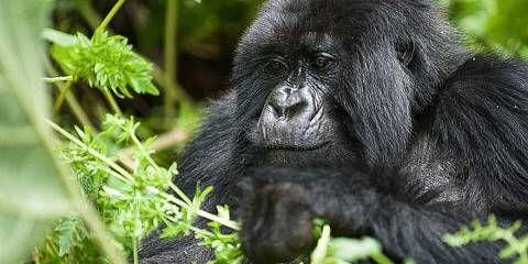 4-Day Rwanda Gorilla Trekking & Golden Monkey Safari