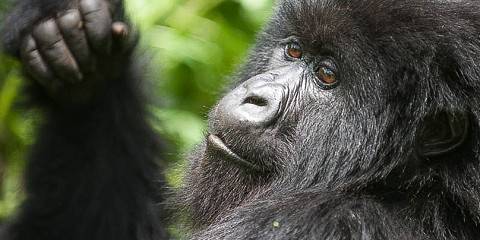 4-Day Mountain Gorilla Trek in Rwanda