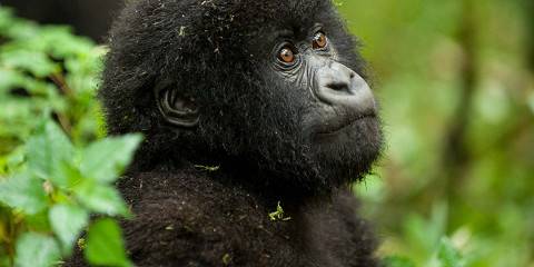 3-Day Rwanda Gorillas and Golden Monkey Tracking