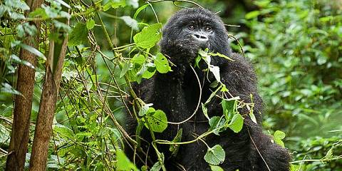 3-Day Rwanda and Uganda Gorilla Safari and Golden Monkey