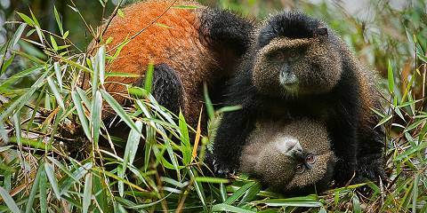 4-Day Gorillas and Golden Monkeys Safari