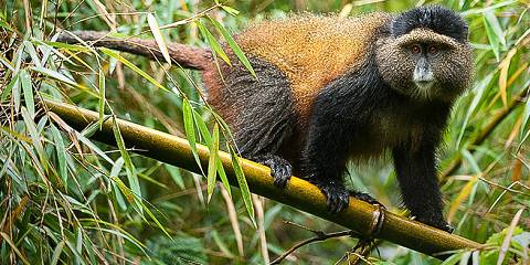 1-Day Golden Monkey Trekking Mgahinga Gorilla NP Trip