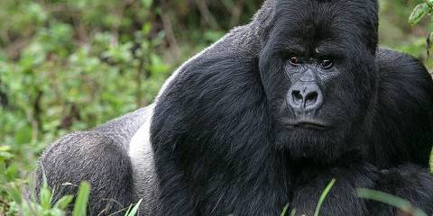 1-Day Gorilla Trekking in Rwanda -Volcanoes National Prk