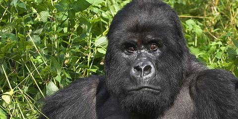 4-Day Rwanda and Uganda Gorilla Safari