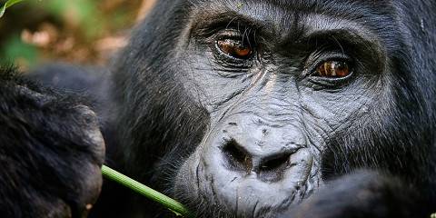 10-Day Best of Rwanda Safari Experience