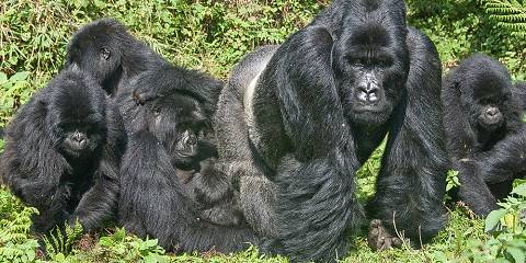5-Day Budget Mount Bisoke Hike & Gorilla Trekking Safari