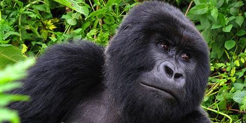 3-Day Mid-Range Gorilla and Golden Monkey Tracking Tour