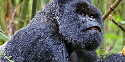 8-Day Rwanda Gorillas, Chimps and Wildlife Safari Tour