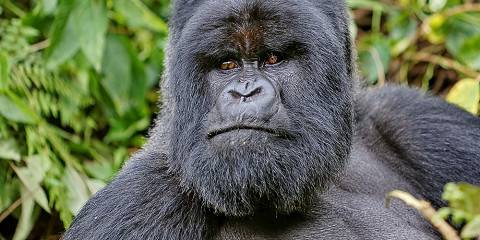 4-Day Rwanda Gorilla & Culture Tour