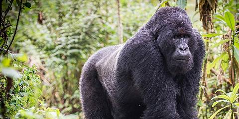 7-Day Rwanda Uganda Gorilla Trekking & Wildlife Safari